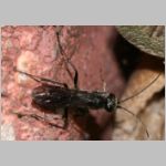 Auplopus carbonarius - Wegwespe 03 9mm am Insektenhotel.jpg